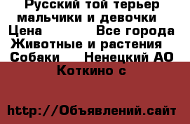 Русский той-терьер мальчики и девочки › Цена ­ 8 000 - Все города Животные и растения » Собаки   . Ненецкий АО,Коткино с.